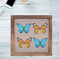 蝶標本木箱現状品のみ写真がご確認してくださいケース約40x30x6cm Amazon.co.jp: 標本ケース 標本箱 木製 ディスプレイボックス